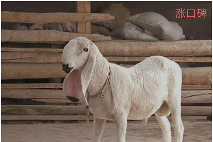 世界上最贵的羊，刀郎羊市场价高达1400万元
