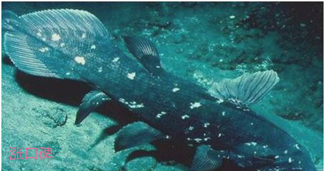 世界上最古老的鱼，腔棘鱼在地球上活了4亿年