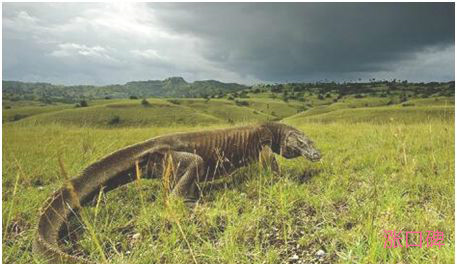 世界上最大的蜥蜴，科莫多巨蜥体长3米，性情凶猛会攻击人类