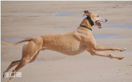 世界上跑得最快的狗，格力犬奔跑时速最高可达70公里