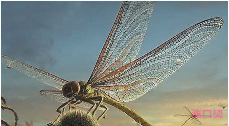 史上最大的昆虫，巨脉蜻蜓体长可达2.4米左右