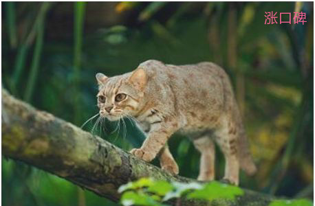 世界上最小的野猫，锈斑豹猫体重不超过4斤
