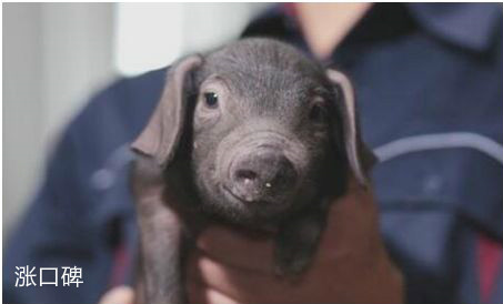 世界上最贵的猪，网易味央黑猪一头卖出近11万元高价