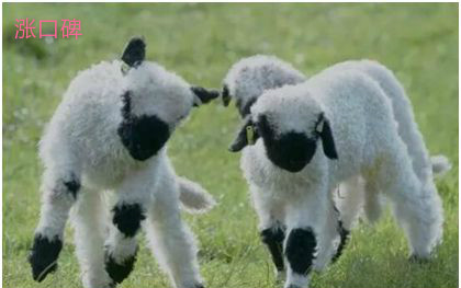 世界上最可爱的羊，黑鼻羊脸部漆黑不见五官，外形十分蠢萌