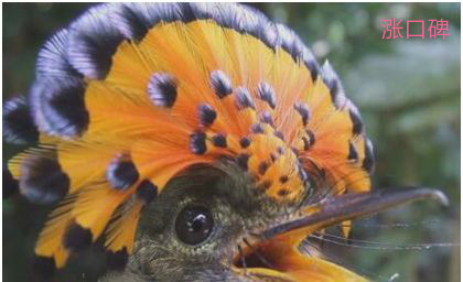 世界上羽冠最美的雀，皇霸鹟拥有一顶艳丽的扇状皇冠