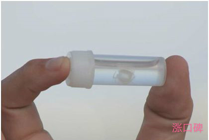 世界上最小的水母，伊鲁坎吉水母不及人的指甲盖大