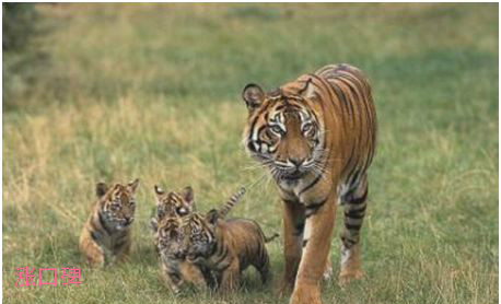 世界上最小的老虎，苏门答腊虎体重不及东北虎的一半