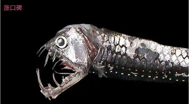 世界上最恐怖的动物 这种鱼竟致300多人死亡