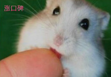 世界上最小的仓鼠，身长3厘米，仅比硬币大一点