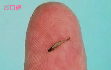 ​世界上最小的鱼，胖婴鱼体长7毫米，没有一个手指头宽