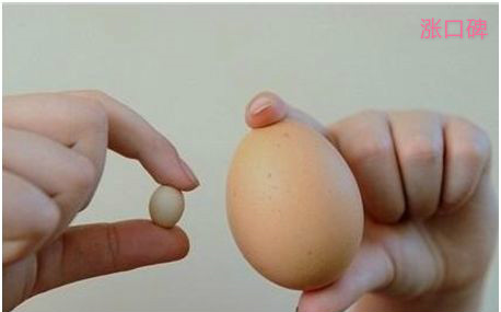 世界上最小的鸡蛋，仅长1.55厘米，比一角硬币的直径还短