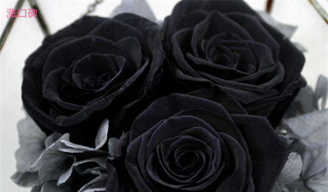 玫瑰花颜色花语大全 红玫瑰炙热白玫瑰纯真