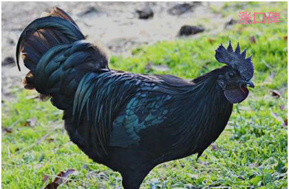 世界上最贵的鸡，卖出597万人民币的高价，堪称“鸡中的兰博基尼”