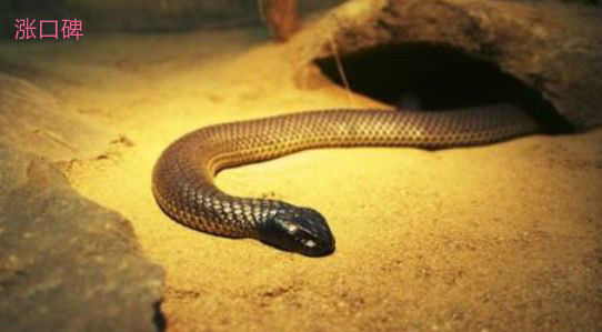 世界上最恐怖的动物 这些蛇都是巨无霸