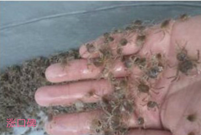 世界上最小的螃蟹，豆蟹体型大约2厘米，没有食用价值