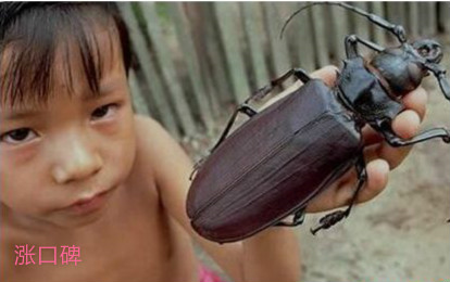 世界上最大的甲虫，泰坦甲虫体长可至17厘米，成年后不再进食