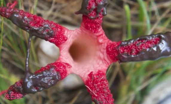 世界十大最像动物的植物 意大利红门兰酷似裸男！