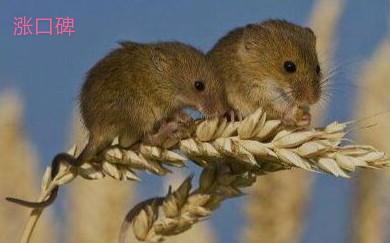 世界上最小的老鼠，巢鼠体长半分米，体重仅8克