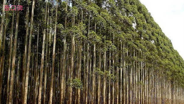 世界上生长速度最快的植物 杂交杨树每年可以生长十英尺