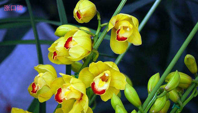 最珍贵的兰花品种排名 十大名贵兰花品种排行