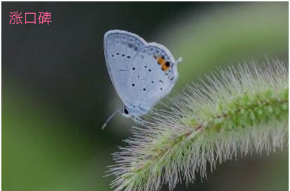 世界上最小的蝴蝶，小灰蝶翅展仅13毫米
