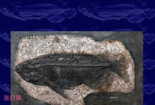 松滋现世界上最完整金龙鱼化石 起名为中华金龙鱼