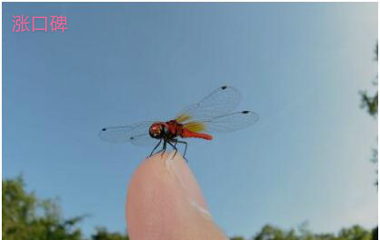 世界上最小的蜻蜓，侏红小蜻体长不足两厘米