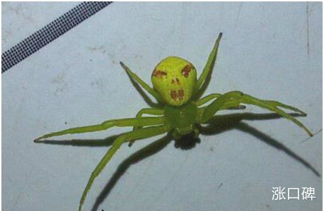 世界上最奇特的蜘蛛，人面蜘蛛身体上有酷似人脸的图案