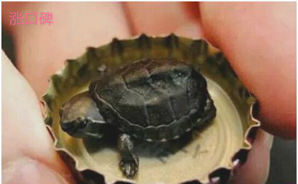 世界上最小的龟，迷你麝香龟体长仅5厘米