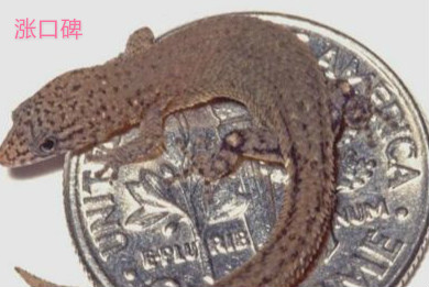 世界上最小的蜥蜴，雅拉瓜壁虎全长仅1.6厘米，可以蜷缩在硬币上