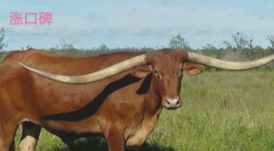 世界上角最长的牛，两只牛角总长接近3米