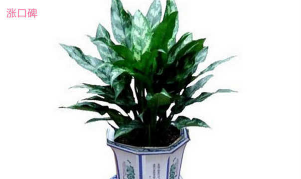 适合室内养的植物有哪些 十大室内最好养的植物排名