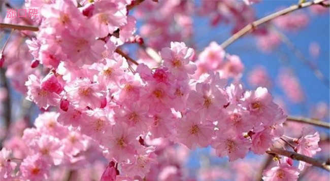 世界上最美丽的10种花 日本樱花只能排倒数第一