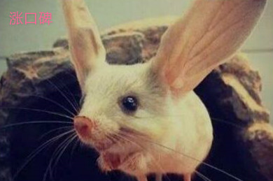 世界上耳朵最长的鼠，长耳跳鼠耳长接近一半身长