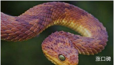 世界上最奇异的蛇，香蛇能散发香味，被妇女制成装饰耳环