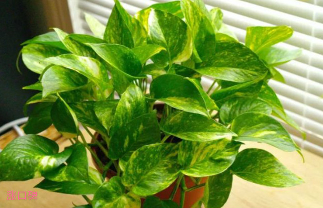 有助清洁空气的十大室内植物 让你的住所保持清新
