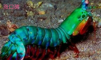 世界上最凶残的虾，雀尾螳螂虾可轻易将硬壳击得粉碎