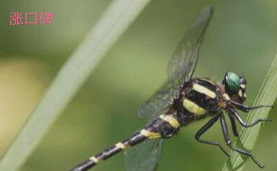 世界上最可怕的蜻蜓，鬼蜻蜓脚上刚毛如铁钩，飞行声音似轰炸机