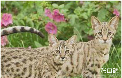世界上最贵的猫，阿什拉猫一只售价2.4万美元，每年限量出售