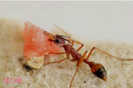 世界上最大的蚂蚁，公牛蚁体长可达3.7厘米，能战胜蜜蜂