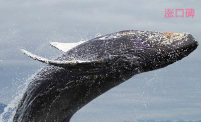 世界上最大的鲸鱼  蓝鲸（体长33米/重239吨）