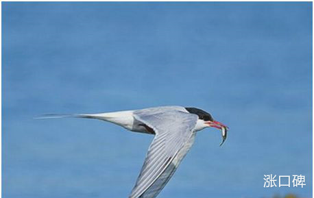 世界上飞的最远的鸟，北极燕鸥每一次迁徙绕地球半周