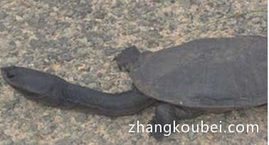 世界上脖子最长的乌龟 巨蛇颈龟颈部长度接近35厘米