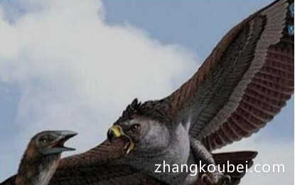 世界上最大的鹰，体长可至1.4米，翼展可达3米