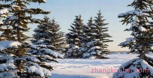 世界上最坚贞的树 雪压霜欺不折腰