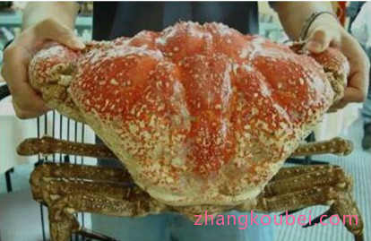 世界上最重的螃蟹，皇帝蟹体重可达36公斤，具有丰富营养