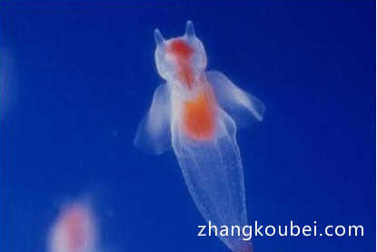 世界上最神奇的动物，冰海小精灵全身透明，漂浮时像天使