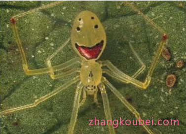 世界上最可爱的蜘蛛，笑脸蜘蛛身体上有萌萌的笑脸图案