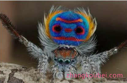 世界上最美的蜘蛛，孔雀蜘蛛色彩绚丽，能像孔雀一样开屏