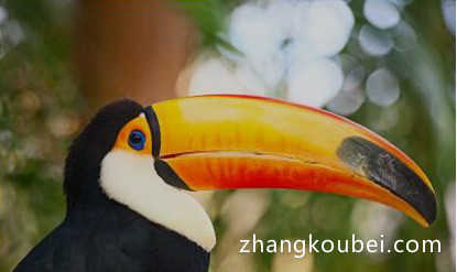 世界上嘴巴最大的鸟，巨嘴鸟嘴长达24厘米，接近一半身长